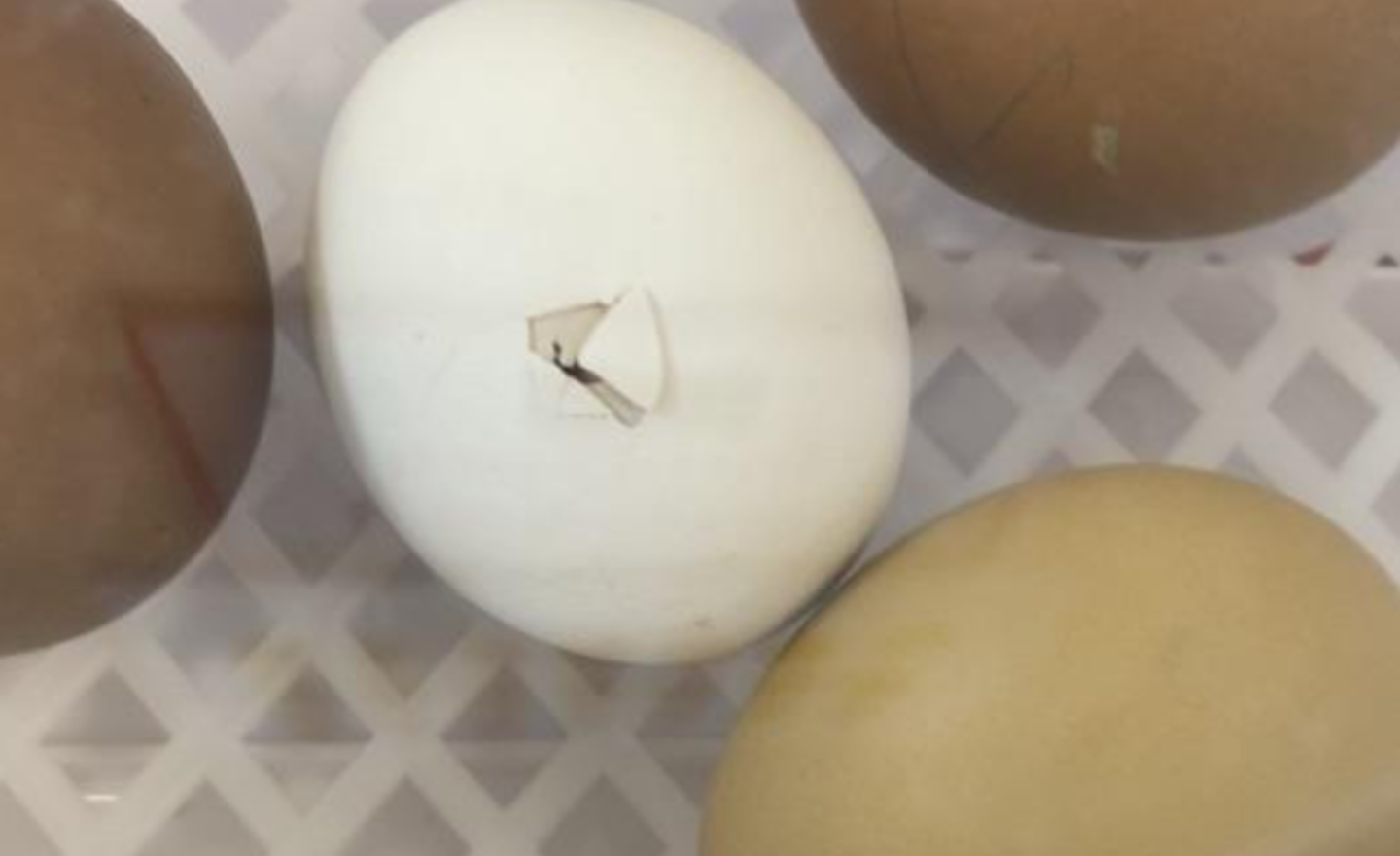 Image of The eggs are hatching!